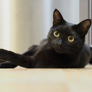 Meet your Posher, Basil